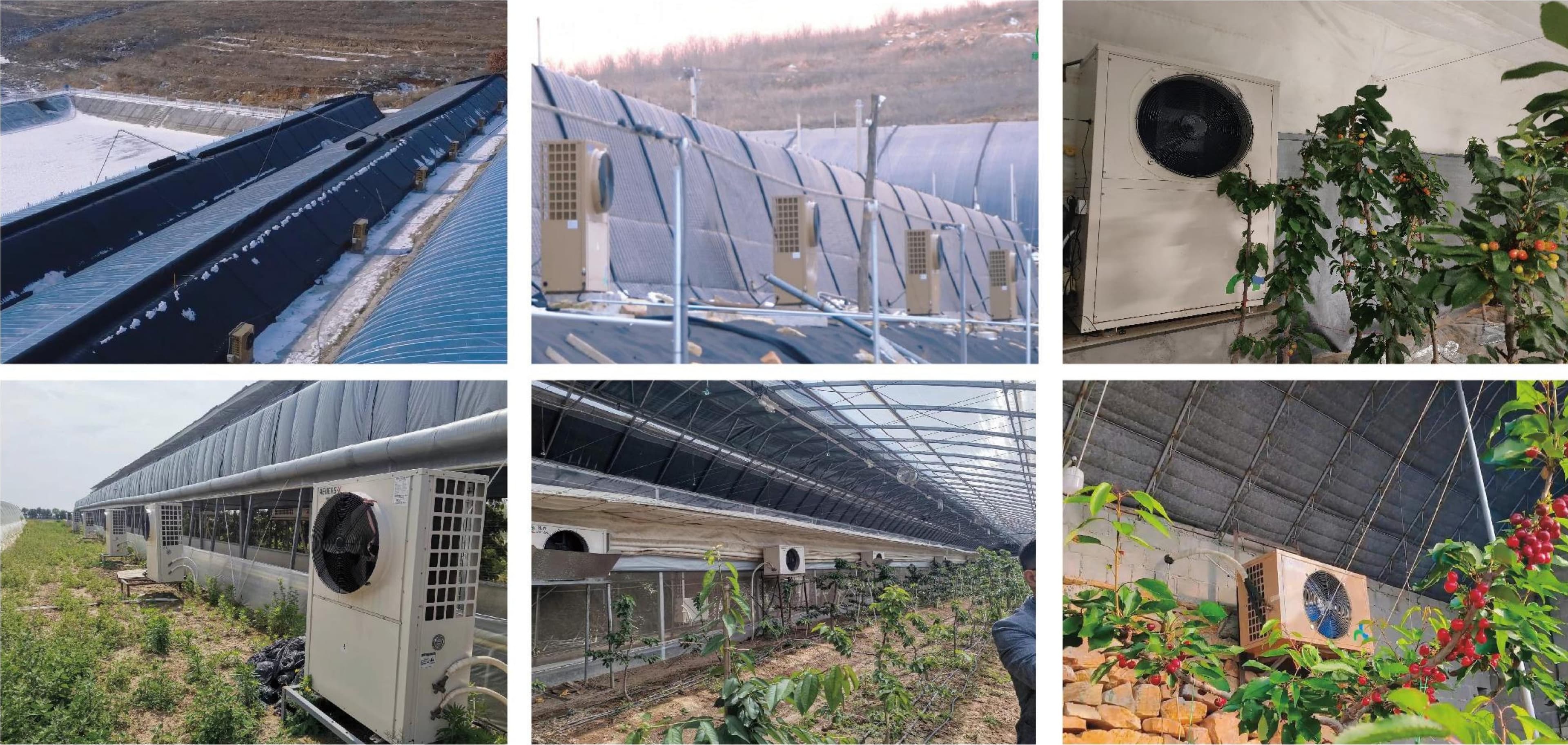 Winter Cherry Dormancy Control